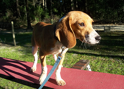 Gideon - Bed Bug Smelling Dog