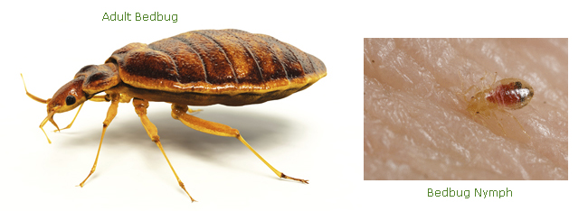 Adult and Nymph Bedbugs Adult and Nymph Bedbugs